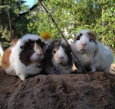 Guinea Pig Panosundaki Pin
