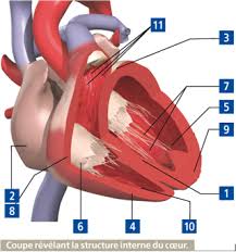 У сэ трув лё бюро дэ шанж лё плю прош? Le Coeur Le Corps Humain