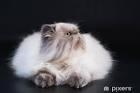 Persian Cat Life Expectancy- How Long Do They Live ...