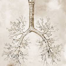 Bronchial Tree Lungs Art Anatomy Art Medical Art