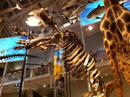 Check spelling or type a new query. Epic Giant Sloth Skeleton At The National Museum Of Scotland Sloths