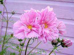 Cosmos Double Click Rose Bonbon Beautiful Flowers Pretty Flowers Cosmos