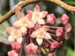 Image result for Carvalhoa macrophylla