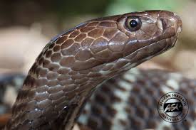 Tuesday warning that a zebra cobra, which is known to spit venom, was spotted on the. Zebra Cobra African Snakebite Institute
