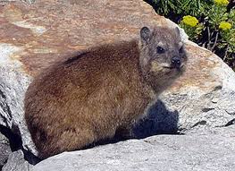 49 Rock Badger Or Cape Hyrax Deut 14 7 However You Must Not Eat The Following Animals That Chew The Cud Or That Have Split Hooves T Animals Brown Bear Bear