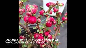 Zolotoe runo(75), witte willow(47), tomato(10), szeretem a keresztszemest(48) рубрики: Double Take Scarlet Quince Youtube