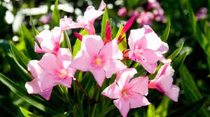 In shade it can reach 10cm tall, but is flatter in sunnier and drier spots. Don S Top Six Low Maintenance Plants Burke S Backyard