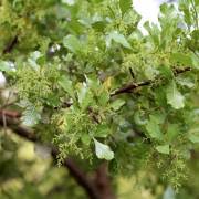 Image result for Searsia leptodictya