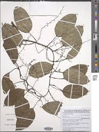 Image result for Tinospora orophila