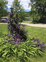Firstly, alkanet (alkanna tinctoria), ratanjot (onosma echioides) and gromwell (lithospermum erythrorhizon) are, as you can see from their inci names, different plant species. Beautiful Purple Flowers That Naturally Blossomed On Our Lamp Post Cottagecore