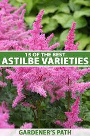 Plants range in size from 1 to 4 feet tall. 15 Of The Best Astilbe Varieties Gardener S Path