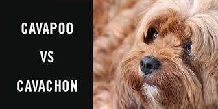 This lovable lap dog makes an incredible companion and tends to form an extremely. Cavapoo Vs Cavachon Cavapoo World