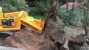Physically remove the roots yourself. Tree Root Removal Removing Tree Roots Youtube