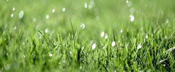 You will need to do some research. How Often Should I Water My Lawn