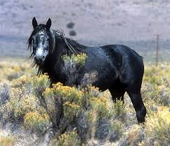 Buy and sell horses on europe's leading horse market Mustang Horse