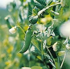 Image result for Pisum sativum