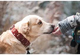 We did not find results for: 180 Cute Unique Girl Dog Names Starting With J Female Dog Names