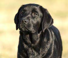 If you are unable to find your labrador retriever puppy in our puppy for sale or dog for sale sections, please consider looking thru thousands of labrador retriever dogs for adoption. English Labrador Puppy Breeder In Jacksonville Florida Labrador Puppies For Sale Georgia Alabama Labrador Puppies For Sale Labrador English Labrador Puppy