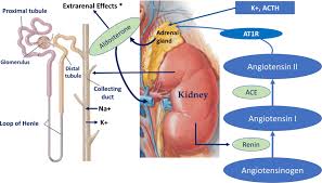 Image result for Aldosterone