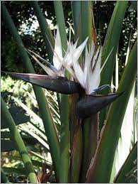 White Birds Of Paradise Plant 2 5 Gallon 3 4 By Ustropicalplants 59 99 Birds Of Paradise Plant Birds Of Paradise Flower Paradise Plant