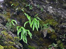 Image result for Lepisorus