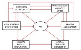 Genetic basis and molecular pathophysiology of classical myeloproliferative neoplasms. Als Treated By Vitamin D Vitamindwiki