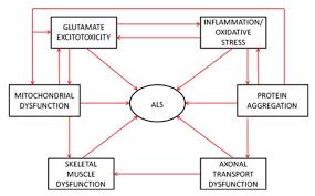 Genetic basis and molecular pathophysiology of classical myeloproliferative neoplasms. Als Treated By Vitamin D Vitamindwiki