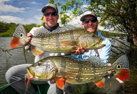 Don't forget that what they lack in size, they make up for in aggressive strength. Peacock Bass The Powerful And Merciless Kings Of The Amazon Blog Fishwest Com