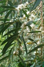 Buy Funky Monkey Cold Hardy Eucalyptus Parvula Free Shipping 1 Gallon Size Trees For Sale Online Fr Eucalyptus Tree Australian Native Plants Trees To Plant