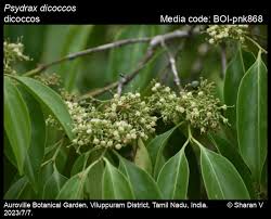 Image result for Psydrax fragrantissima