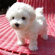 Resultat De Recherche D Images Pour صورة اجمل كلب كانيش Cute Cats And Dogs Cute Dogs Cute Baby Animals