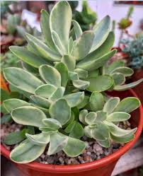 Image result for Crassula globularioides