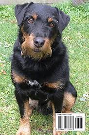 Image result for jagdteriér