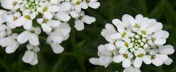 Iberis Species Evergreen Candytuft Garrex S Candytuft Perennial Candytuft Iberis Sempervirens