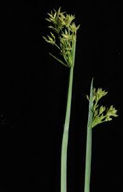 Image result for Cyperus platycaulis