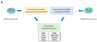 Charles st, baltimore, md 21201. Cancers Free Full Text Expression Of Neural Crest Markers Gldc And Errfi1 Is Correlated With Melanoma Prognosis Html