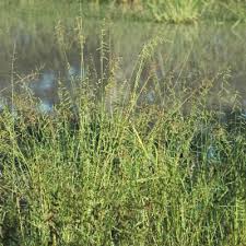 Image result for Echinochloa brevipedicellata