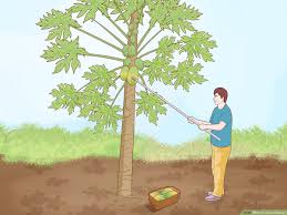 Maybe you would like to learn more about one of these? 3 Ways To Grow Papaya Wikihow