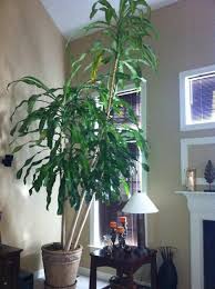 The corn plant, dracaena fragrans or dracaena massangeana is a very popular indoor plant. Tall Dracaena Massangeana Corn Plant Needs Help