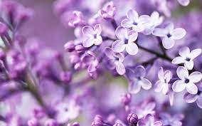 It's simply doable to include your favorite images as virtual background. Purple Floral Wallpapers Top Free Purple Floral Backgrounds Wallpaperaccess