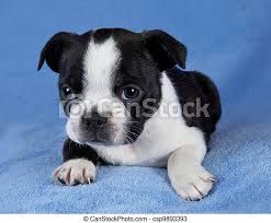 Boston puppies confirmed and due the 27th july and ready for new homes 8 weeks after born, scan showed 6 pups they will be! A Portrait Of A 7 Week Old Female Boston Terrier Puppy Canstock
