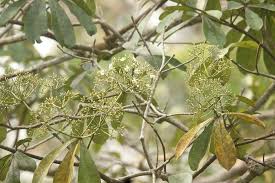 Image result for Alstonia congensis