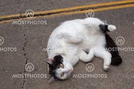 We did not find results for: Close Up To A White Cat Wit By Alejandro Bernal Mostphotos