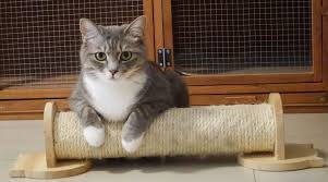 Find affordable cat boarding near you on care.com, the world's largest website for care. Home Kitty Hotel