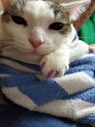 Thomas Taylor Obituary (1965