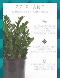 A Complete Guide To Lighting For Your Indoor Plants Quiz Vintage Revivals Low Light Bright Indirect Full Sun Learn W Plants Plant Lighting Indoor Plants