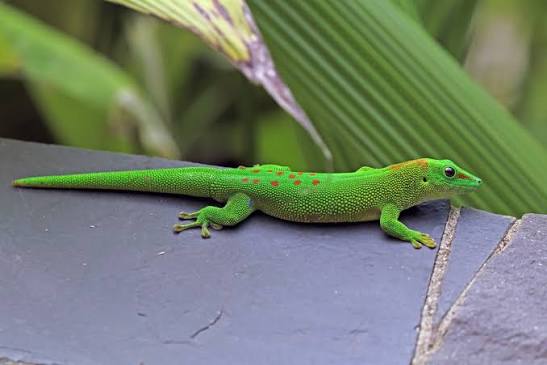 Phelsuma grandis - Wikipedia