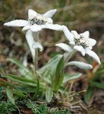 Leontopodium Plant Growing Guide How To Grow Edelweiss Gardeners Hq