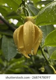 Image result for Artabotrys