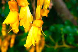 For example, f.procumbens, a new zealand species, has none. About New Zealand New Zealand Ministry Of Foreign Affairs And Trade